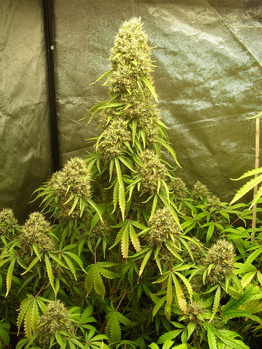 Growreport Bild 18