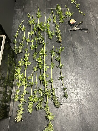 Growreport Bild 9