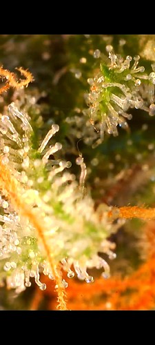 Growreport Bild 13