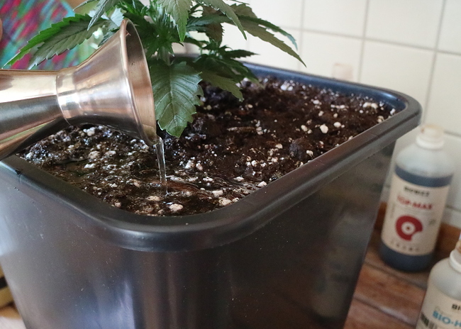 Growreport Bild 9