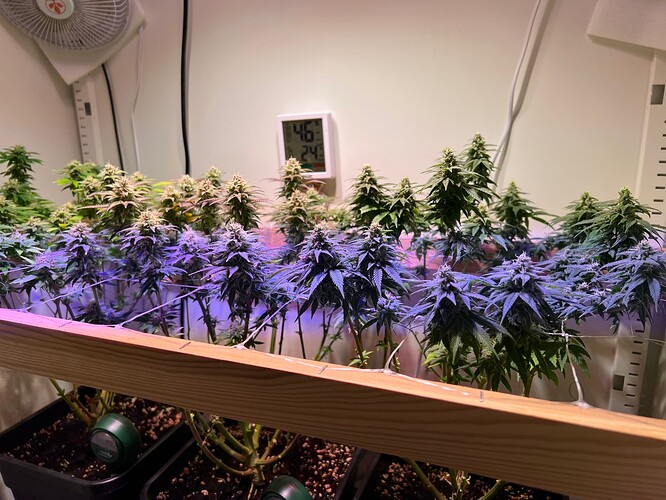 Growreport Bild 3