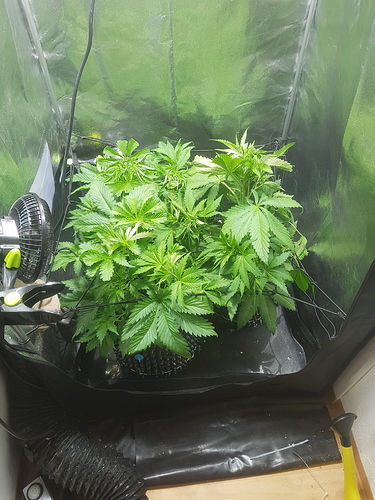 Growreport Bild 5