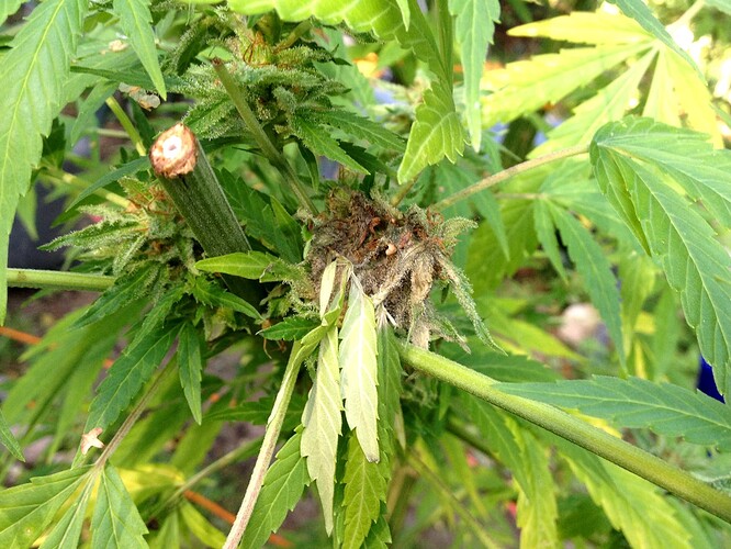 Growreport Bild 21