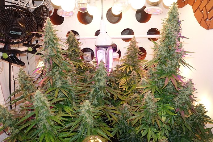 Growreport Bild 6