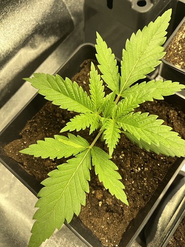 Growreport Bild 7