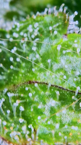 Growreport Bild 19