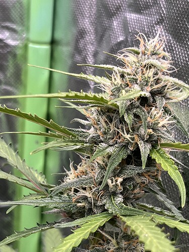 Growreport Bild 17