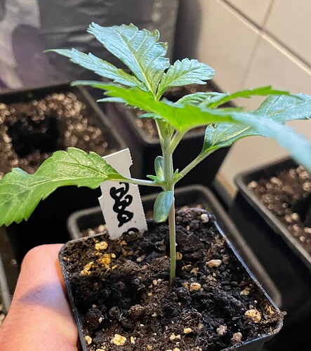 Growreport Bild 7
