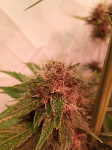 Growreport Bild 48