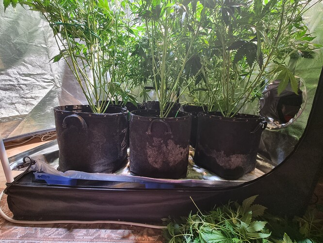 Growreport Bild 1