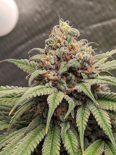 Growreport Bild 2
