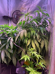Growreport Bild 18