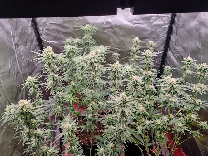 Growreport Bild 39