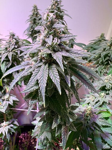 Growreport Bild 6