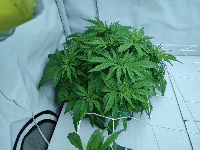 Growreport Bild 37