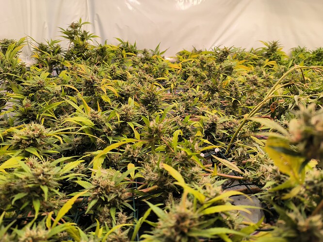 Growreport Bild 1