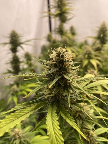 Growreport Bild 5