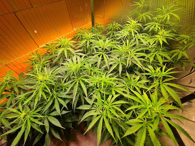Growreport Bild 4
