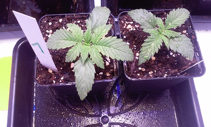 Growreport Bild 4