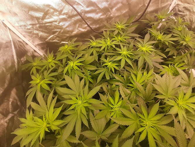 Growreport Bild 3