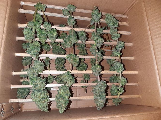Growreport Bild 7