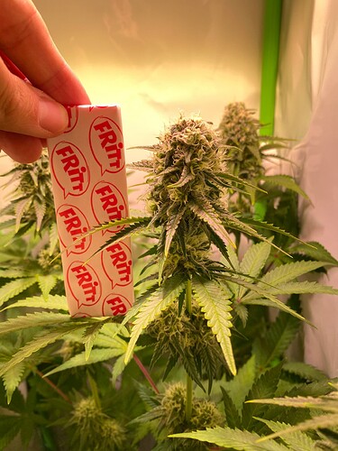 Growreport Bild 9