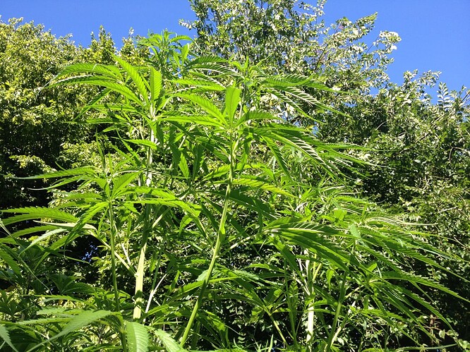 Growreport Bild 13