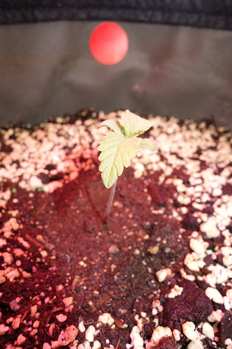 Ein junger Cannabiskeimling mit zwei Keimblättern und den ersten echten Blättern, der aus Erde wächst. Über dem Keimling ist ein roter Lichtpunkt zu sehen.