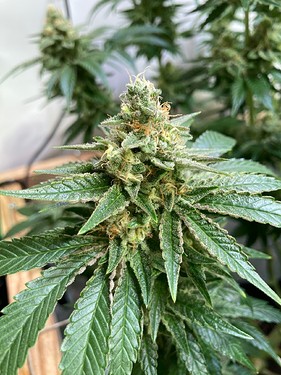 Growreport Bild 10