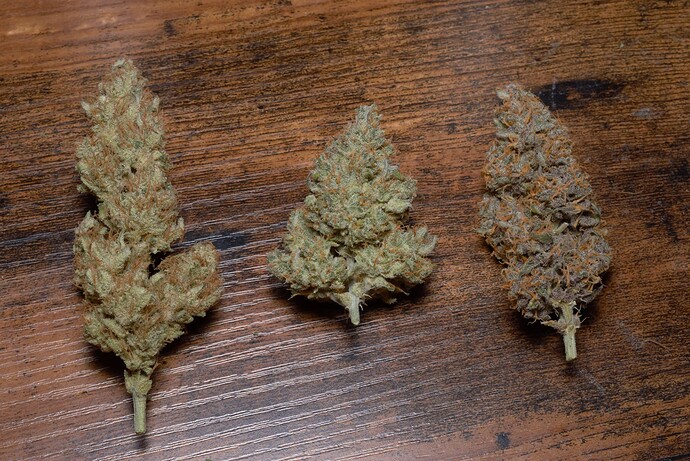 Mein erstes Mal: Indoor Grow 60x60 Autoflower MarsHydro