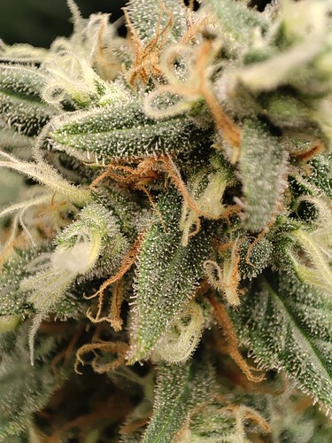 Growreport Bild 5