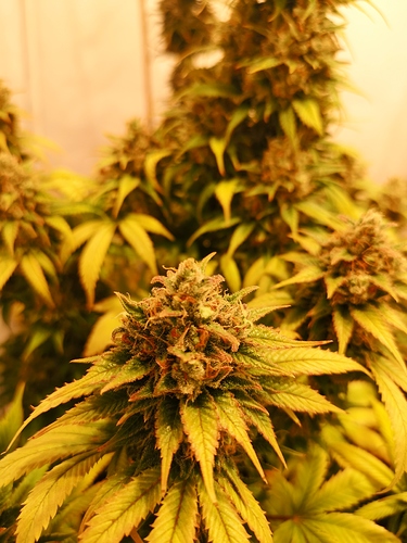 Growreport Bild 2