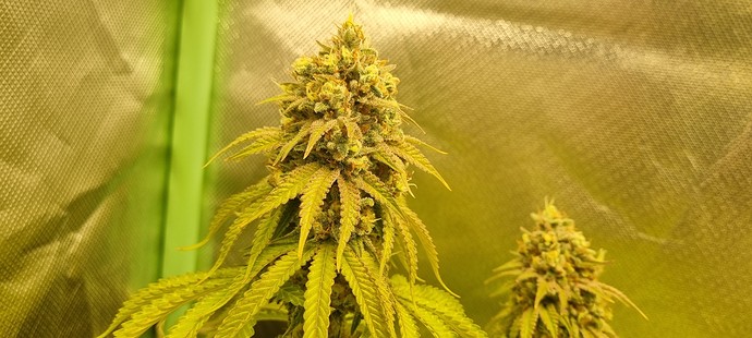 Growreport Bild 26