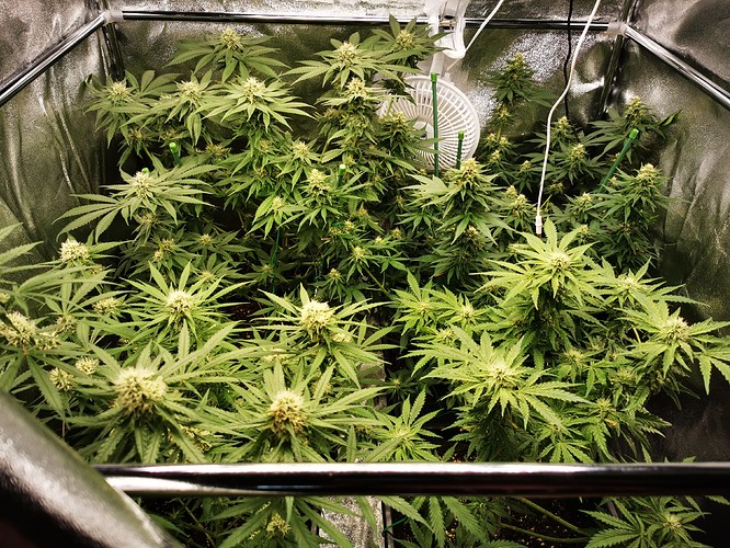 Growreport Bild 1