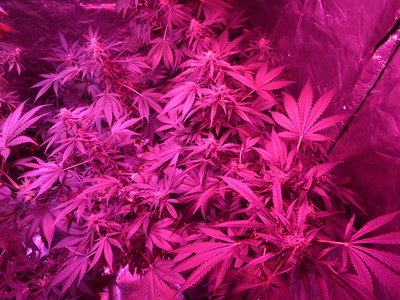 Growreport Bild 1