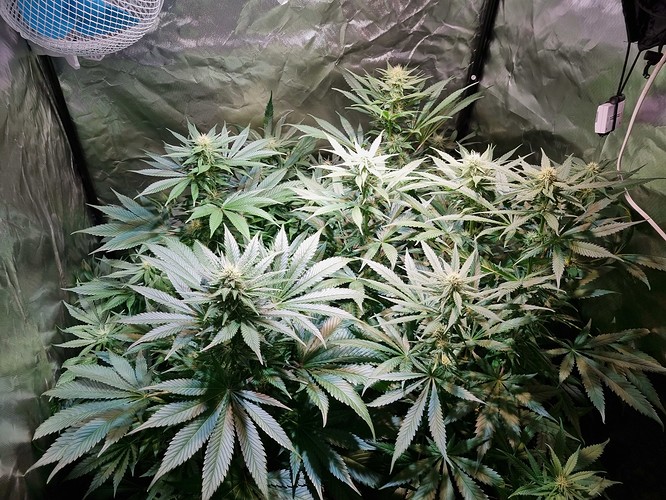 Growreport Bild 4