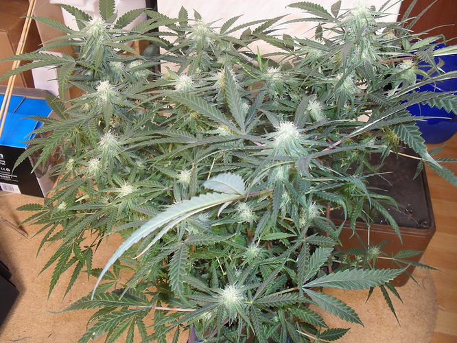 Growreport Bild 2