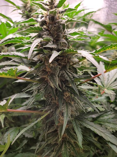 Growreport Bild 2