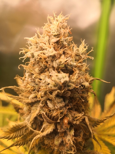 Growreport Bild 3