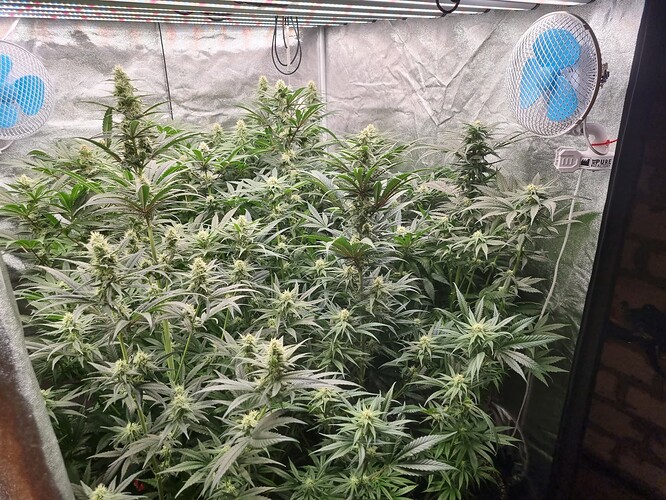 Growreport Bild 7