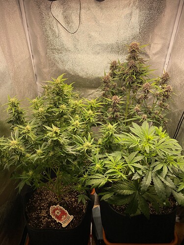 Growreport Bild 1