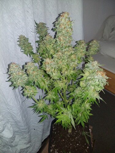 Growreport Bild 11
