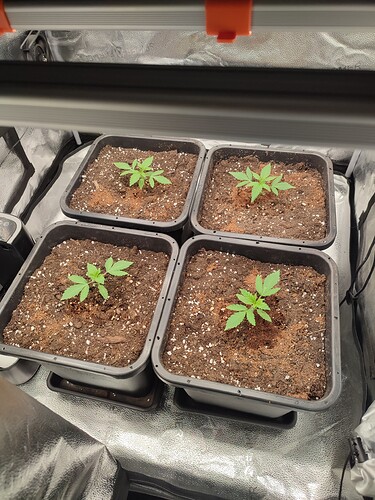 Growreport Bild 5