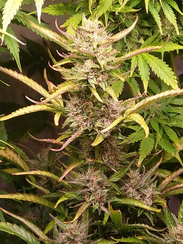IMAG6371