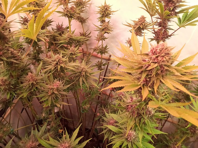 Growreport Bild 37