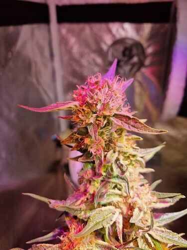 Growreport Bild 41