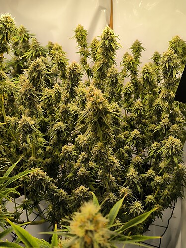 Growreport Bild 3