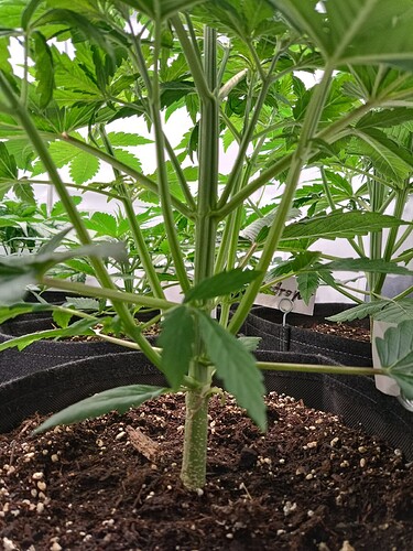 Growreport Bild 8