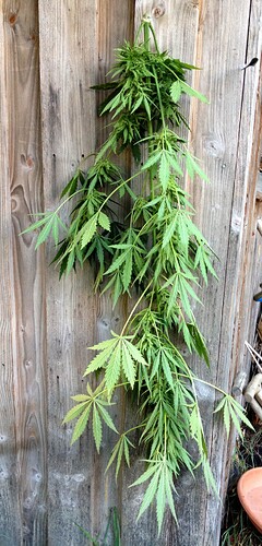 102_MEX_ernte_1