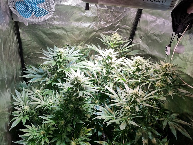 Growreport Bild 31